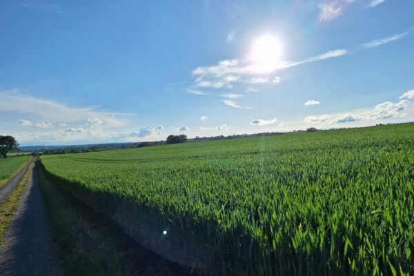 stepitup - Sonnenschein stepitup - Sonnenschein